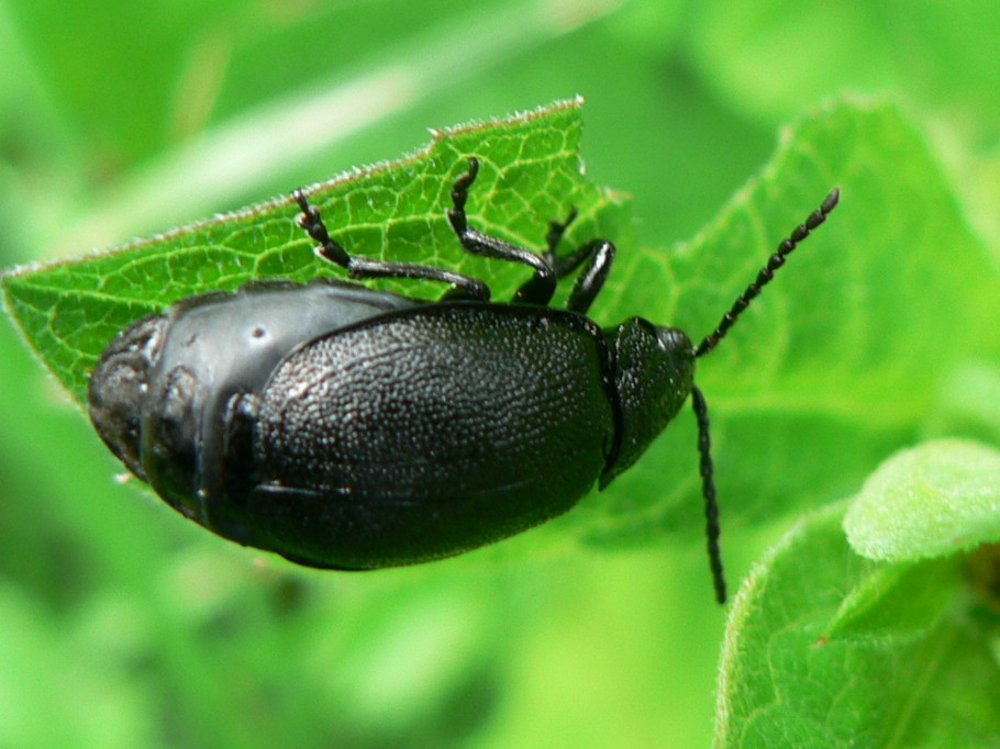 coleottero cicciotto